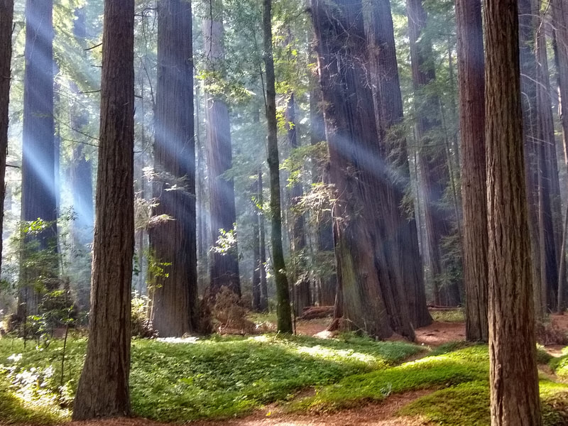 Light descending through a redwood forest